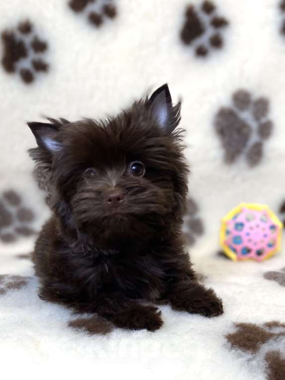 Собаки в Москве: Шоколадный йорк девочка Девочка, Бесплатно - фото 1