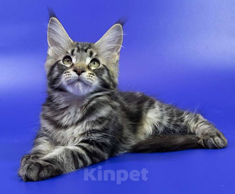 Кошки в Москве: Котенок Мейн кун. Мальчик, Бесплатно - фото 7