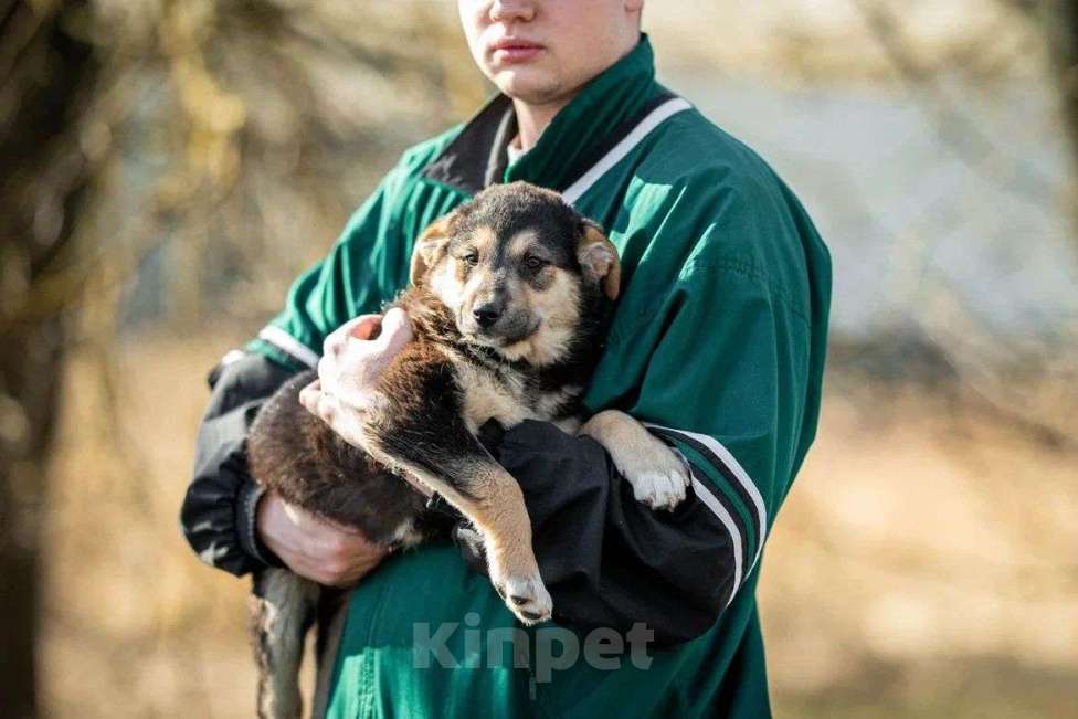 Собаки в Москве: Щенок в дар  Мальчик, Бесплатно - фото 3