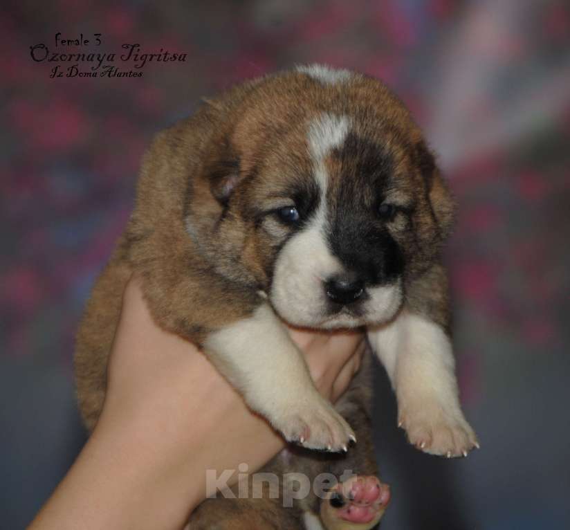 Собаки в Саратове: Щенок сао Девочка, Бесплатно - фото 1