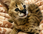 Кошки в Тюмени: Котята Саванна ф1 Девочка, 260 000 руб. - фото 3