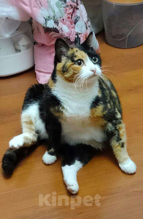 Кошки в Москве: Трёхцветная харизматичная Палитра Девочка, Бесплатно - фото 4