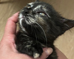 Кошки в Кудрово: Котята в добрые оуки Девочка, Бесплатно - фото 3