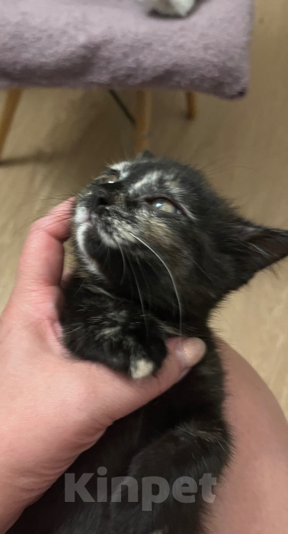 Кошки в Кудрово: Котята в добрые оуки Девочка, Бесплатно - фото 3