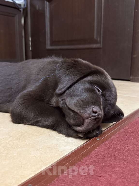 Собаки в Люберцах: Щенки Лабрадора -ретривера шоколадного окраса Девочка, 100 000 руб. - фото 10