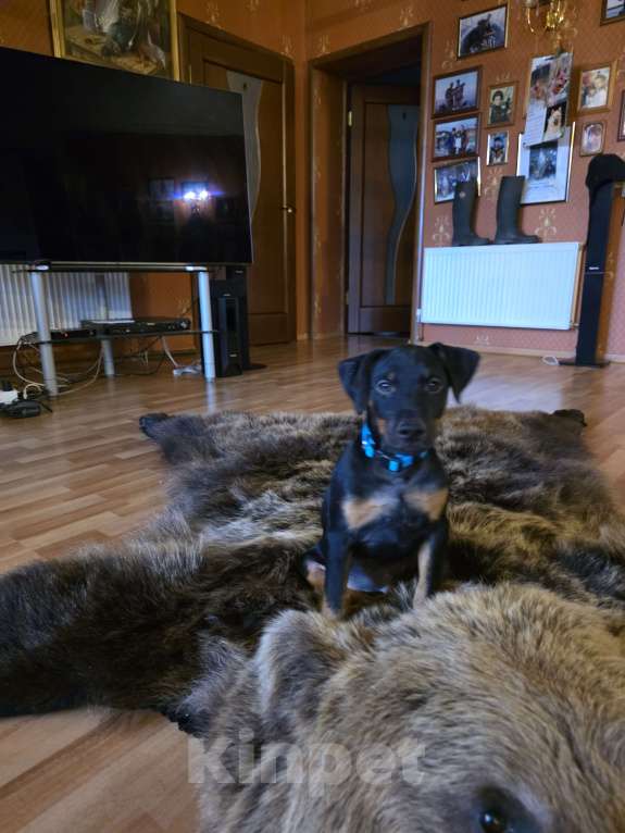 Собаки в Приозерске: Мальчик Мальчик, 20 руб. - фото 1