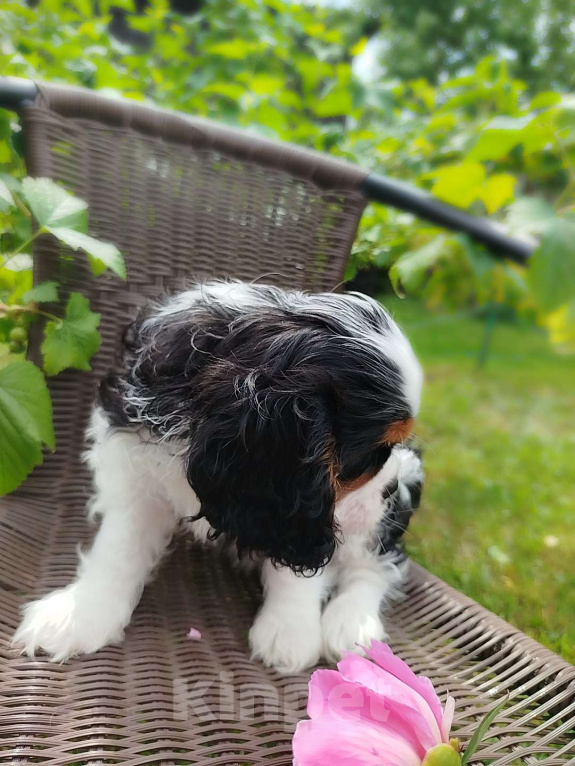 Собаки в Иваново: Девочка триколор, просто очаровашка. Девочка, Бесплатно - фото 4