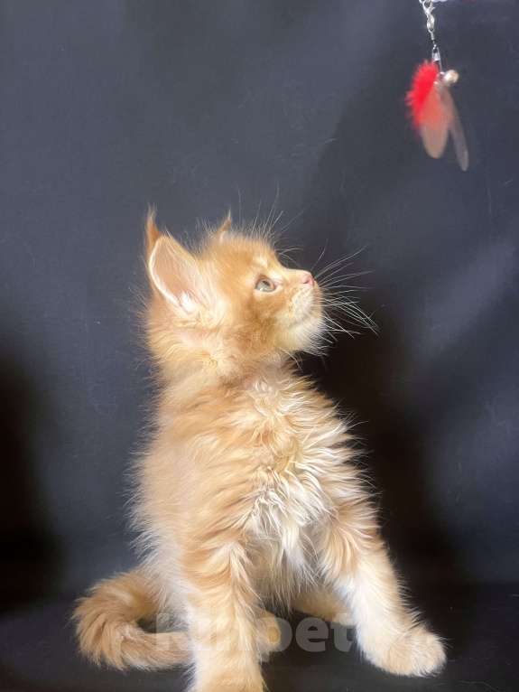 Кошки в Ярославле: Кошка Девочка, 70 000 руб. - фото 3