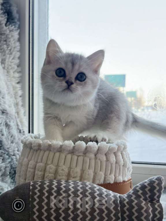 Кошки в Киселевске: Шотландские котята Девочка, 20 000 руб. - фото 1