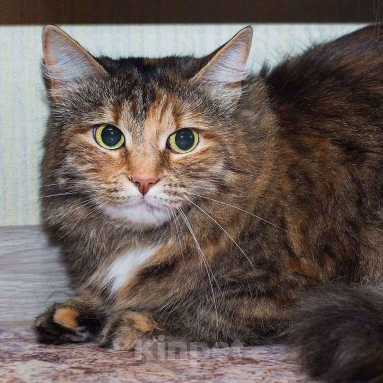 Кошки в Москве: Октавию 2,5 года никто не замечает Девочка, Бесплатно - фото 2