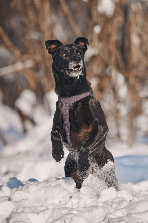 Собаки в Москве: Озорная Тата мечтает обрести любящих родителей Девочка, Бесплатно - фото 4