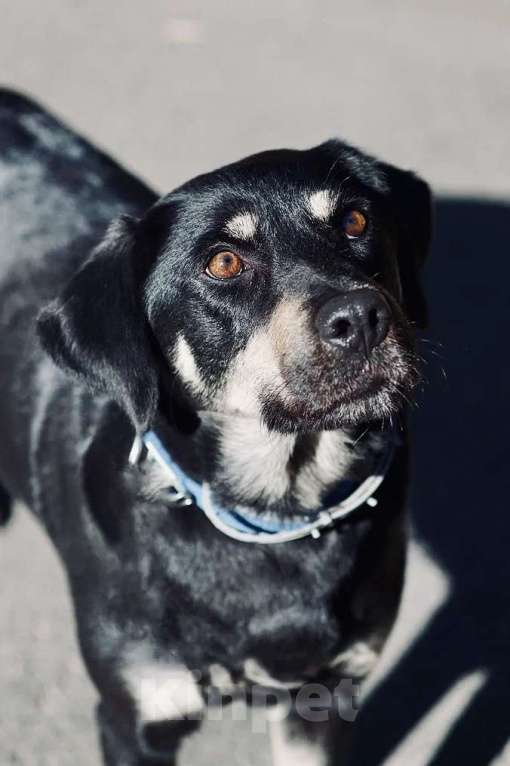 Собаки в Павловском Посаде: Идеальная собака в добрые руки Девочка, Бесплатно - фото 8