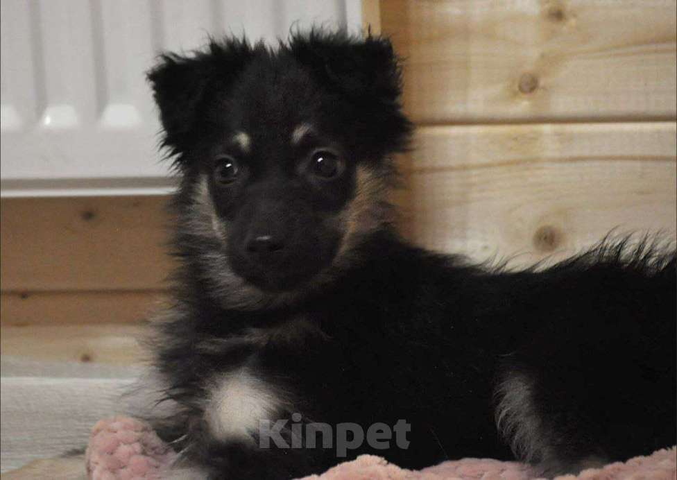 Собаки в Лосином-Петровском: Якутята из ледяного подъзда Девочка, Бесплатно - фото 1