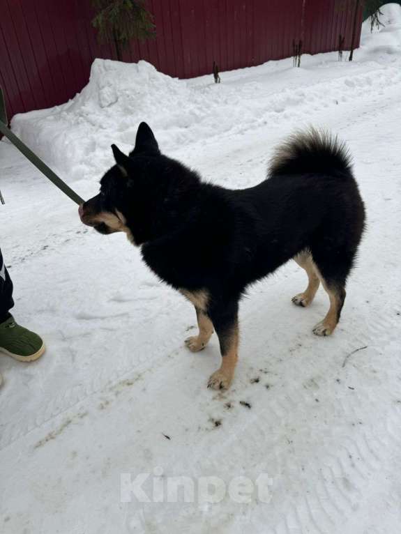 Собаки в Балашихе: супер классная собака ищет дом метис лайки Мальчик, Бесплатно - фото 2