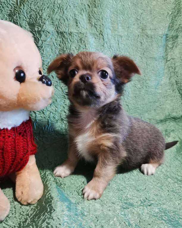 Собаки в Саранске: Щенки чихуахуа.  Мальчик, 30 000 руб. - фото 5