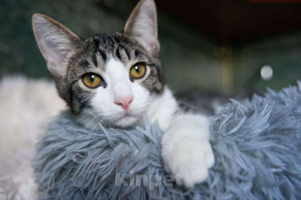 Кошки в Москве: Ласковый котенок в добрые руки Мальчик, Бесплатно - фото 7