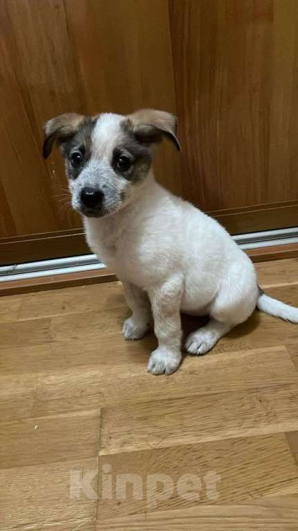 Собаки в Москве: Дея в добрые руки Девочка, Бесплатно - фото 4