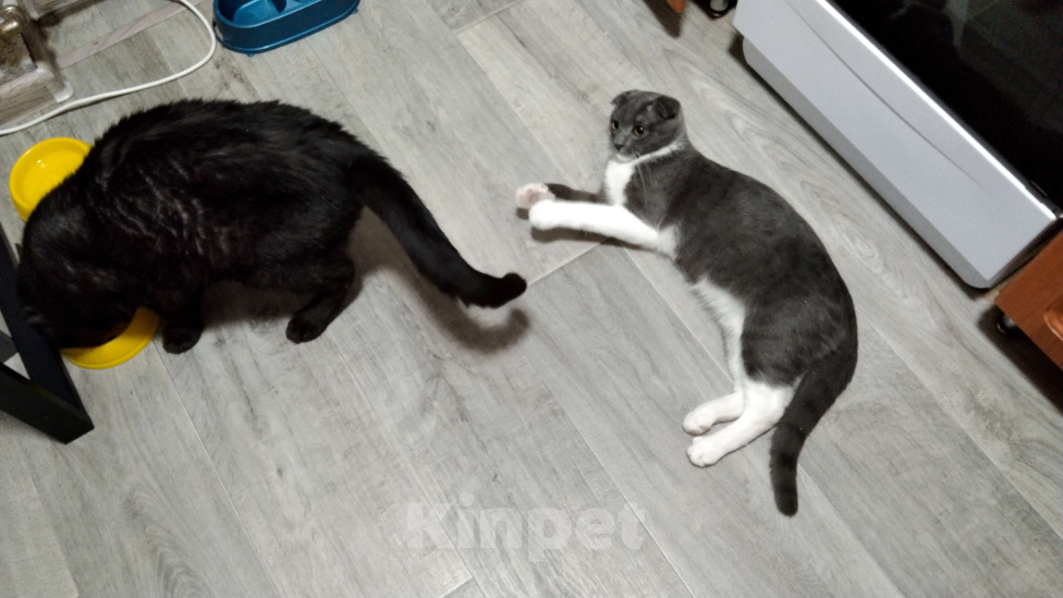 Кошки в Жигулевске: Нужен котик.Предложите котика,фото как пример. Мальчик, Бесплатно - фото 3