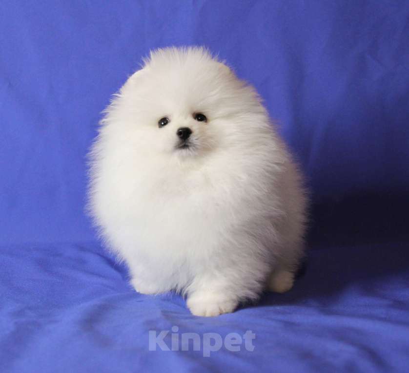 Собаки в Люберцах: Шикарный белый шпиц Мальчик, 50 000 руб. - фото 1