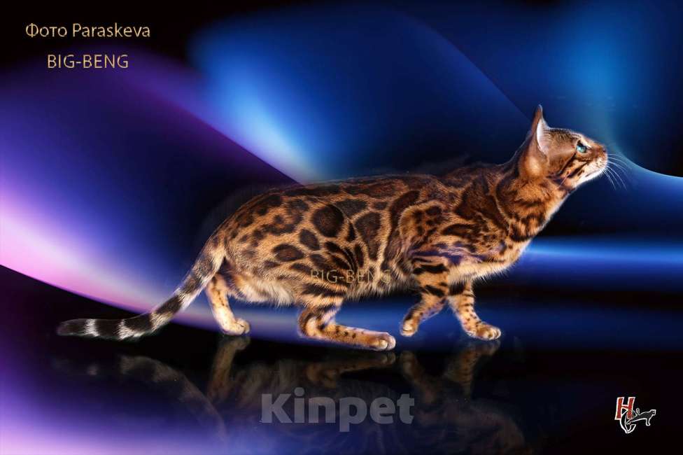 Кошки в Санкт-Петербурге: Бегальский мальчик 3 месяца Мальчик, 40 000 руб. - фото 4