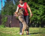 Собаки в Троицке: Каштанка ищет дом, собака-обнимака) Девочка, Бесплатно - фото 6