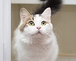 Кошки в Москве: Котик Милош Клыкович  Мальчик, Бесплатно - фото 7