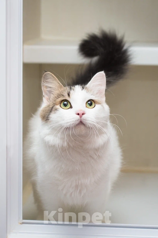 Кошки в Москве: Котик Милош Клыкович  Мальчик, Бесплатно - фото 7