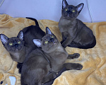 Кошки в Томске: Бурманские котята Девочка, 40 000 руб. - фото 5