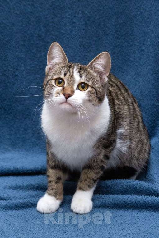 Кошки в Москве: Ждут свои семьи котята – подростки! Разнополые, Бесплатно - фото 6