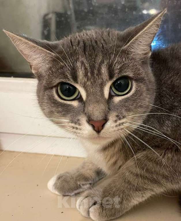 Кошки в Москве: Василиса - гордая леди Девочка, Бесплатно - фото 4