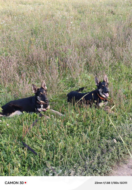 Собаки в других городах Калужской области: Щенки немецкой овчарки Девочка, 48 000 руб. - фото 5
