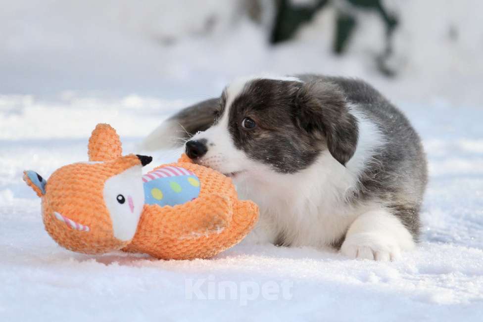 Собаки в Москве: Щенки вельш корги кардиган Мальчик, 50 000 руб. - фото 1