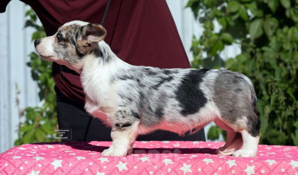 Собаки в Москве: Мраморный вельш корги кардиган  Мальчик, 100 000 руб. - фото 2