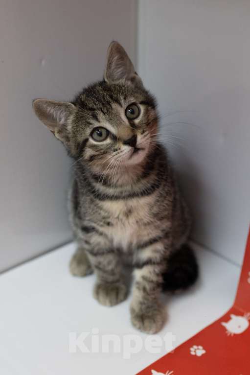 Кошки в Москве: Полосатик в добрые руки Мальчик, Бесплатно - фото 2