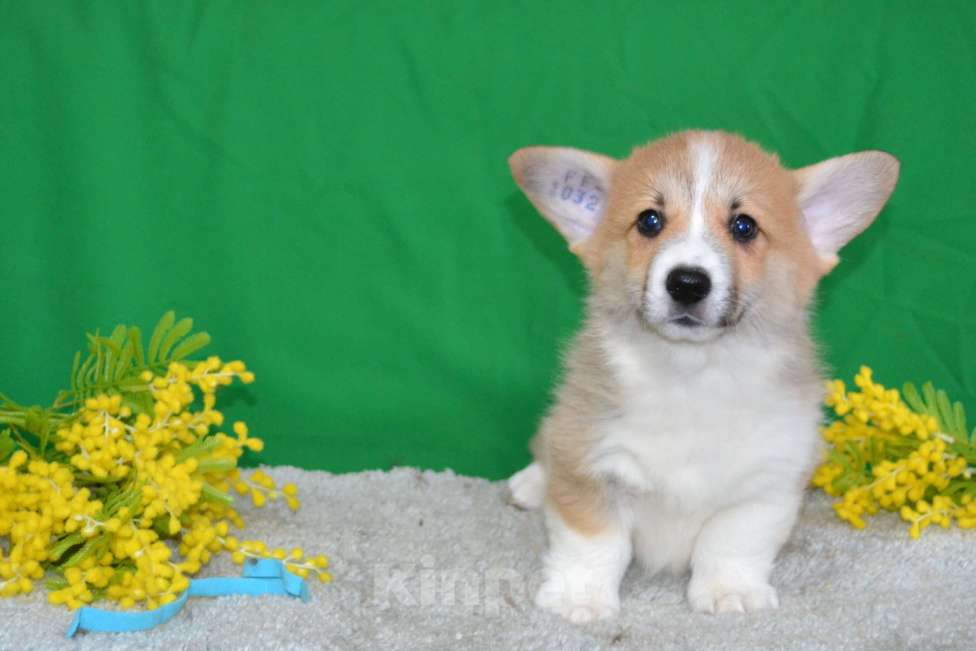 Собаки в Ореховом-Зуево: Коржики Мальчик, Бесплатно - фото 1