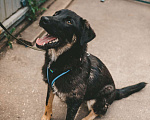 Собаки в Москве: Щенок Сальвадор ищет дом Мальчик, Бесплатно - фото 5