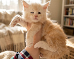 Кошки в Барнауле: Котята Мейн-кун Мальчик, 15 000 руб. - фото 1