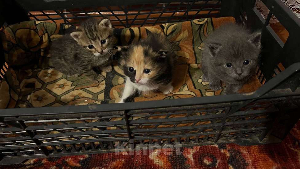 Кошки в Челябинске: отдам котят в добрые руки Мальчик, Бесплатно - фото 1