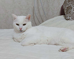 Кошки в Москве: Чисто-белая кошка Люся в добрые руки Девочка, Бесплатно - фото 1