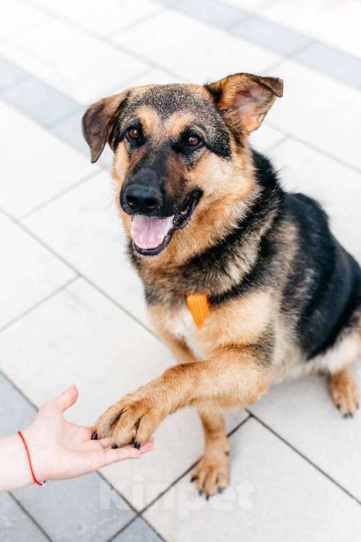 Собаки в Москве: Энерджайзер Фью в поиске любящей семьи ⚡️⚡️ Мальчик, Бесплатно - фото 3