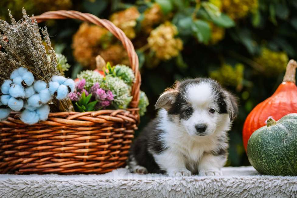 Собаки в Новосибирске: Вельш Корги Пемброк Моргана ле Фэй Девочка, 65 000 руб. - фото 6