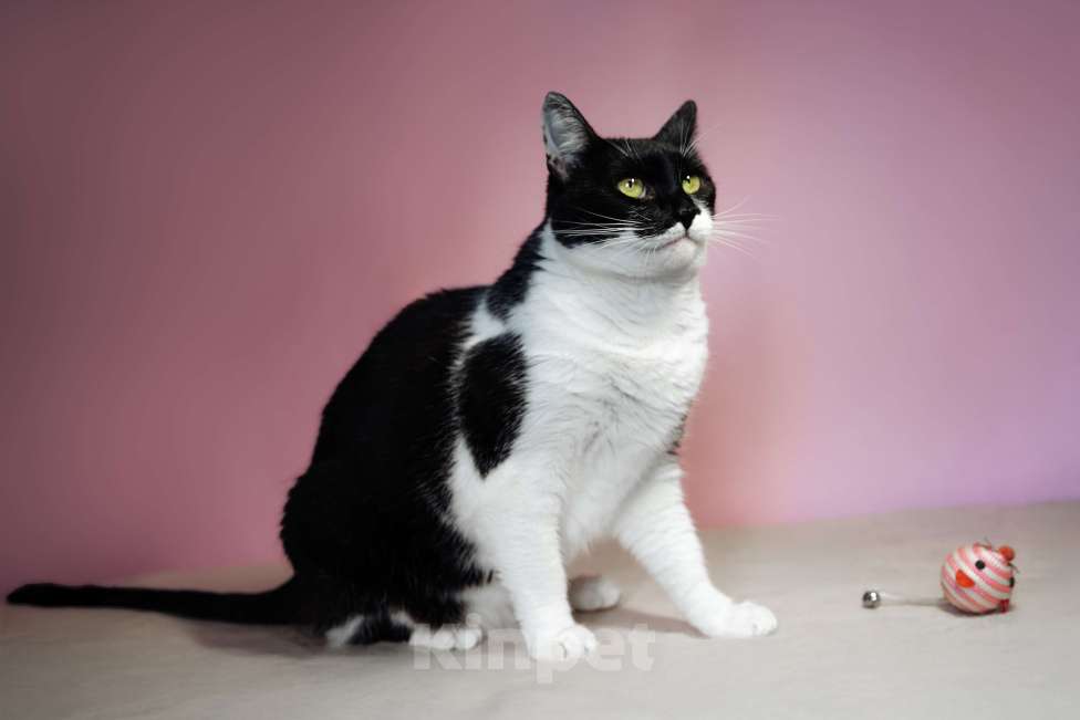 Кошки в Москве: Кошечка Марта в добрые руки Девочка, 10 руб. - фото 3