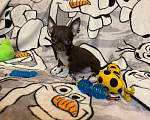 Собаки в Красногорске: Малыш чихуахуа Мальчик, 15 000 руб. - фото 1