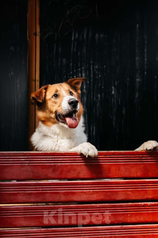 Собаки в Москве: Настоящее солнышко Мальчик, Бесплатно - фото 2