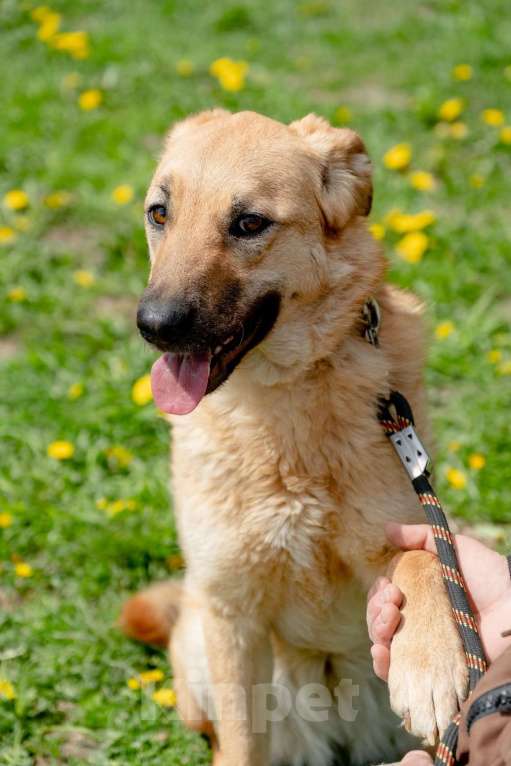 Собаки в Москве: Панда. Самая обнимательная девочка Девочка, Бесплатно - фото 2
