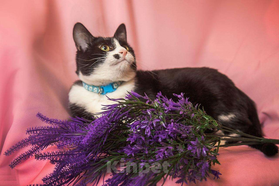 Кошки в Москве: Ласковая кошечка Мушка в добрые руки Девочка, Бесплатно - фото 1