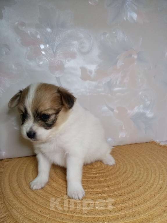 Собаки в Москве: Малышка-папийон Девочка, Бесплатно - фото 1