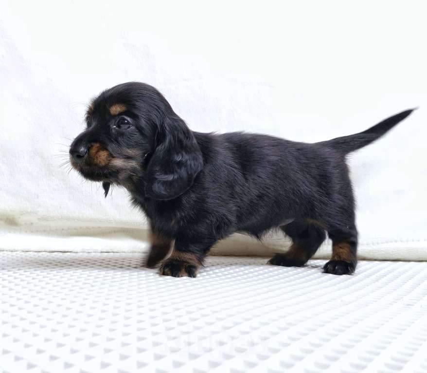 Собаки в Химках: Такса длинношерстная миниатюрная/кроличья Девочка, 80 000 руб. - фото 4