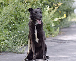 Собаки в Москве: Берта Девочка, Бесплатно - фото 6