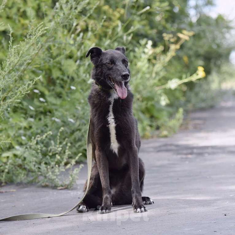 Собаки в Москве: Берта Девочка, Бесплатно - фото 6